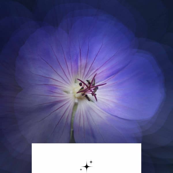 Trumpet Bossa - Ambiance for Seasonal Feelings - Playlist for Early Morning Chill Out