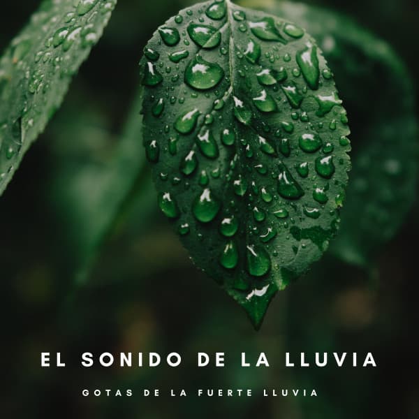 El Sonido De La Lluvia: Gotas De La Fuerte Lluvia - Lluvia PQ