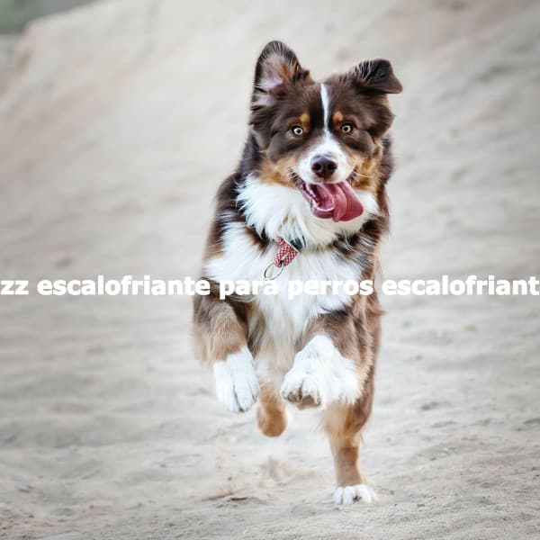 Jazz escalofriante para perros escalofriantes - Soft Jazz Moment