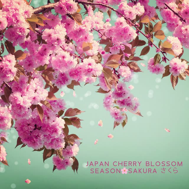 Japan Cherry Blossom Season 🌸Sakura さくら - Sakura Season さくら