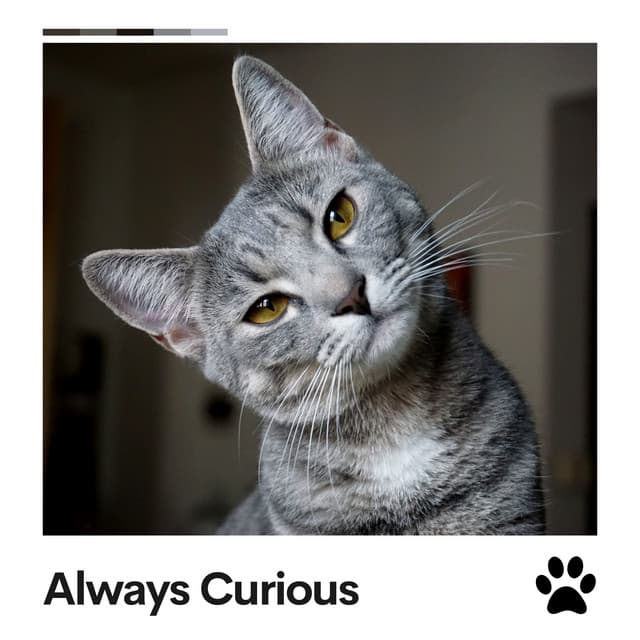 Always Curious - Music For Cats