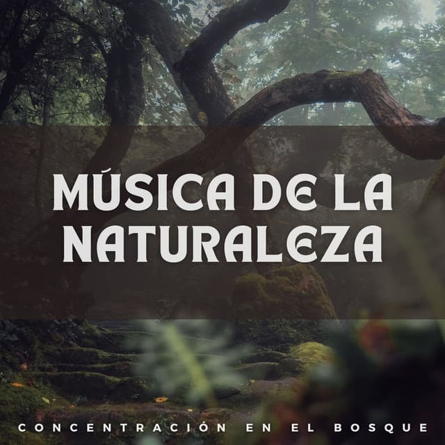 Música de la Naturaleza: Concentración en el Bosque - Efectos especiales del bosque