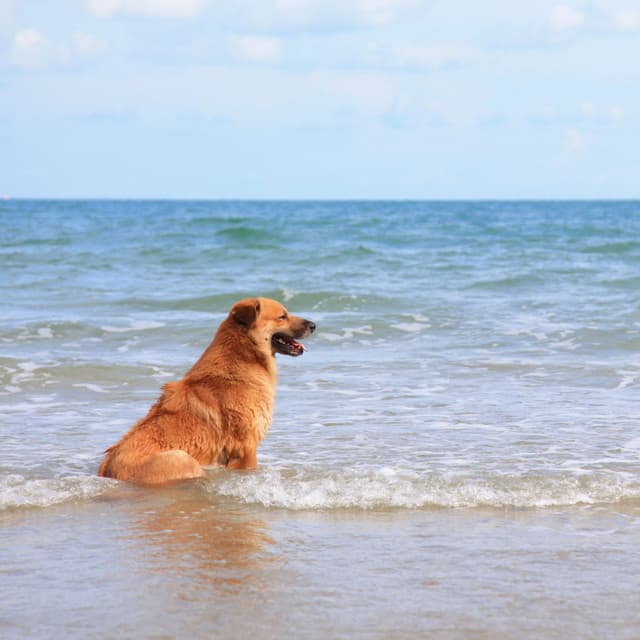 Oceanside Dog Harmony: Ambient Sound by the Waves - Sea Waves Sounds