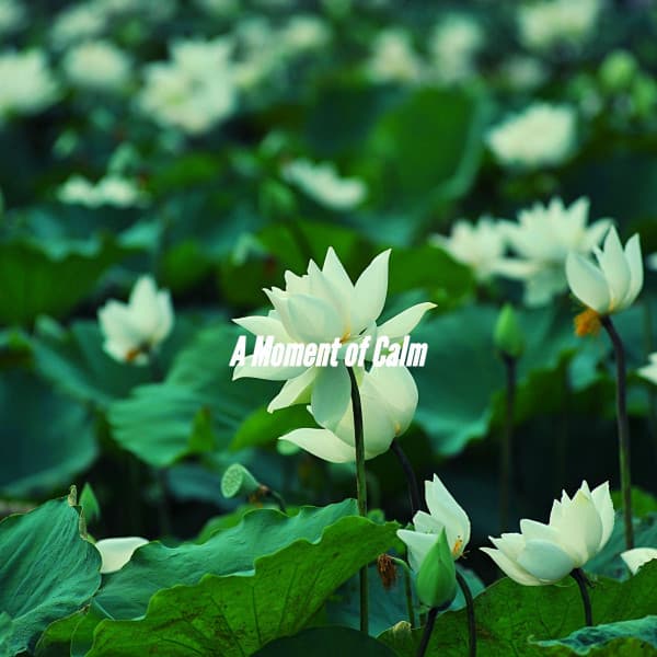 A Moment of Calm - Coffee House Instrumental Jazz Playlist