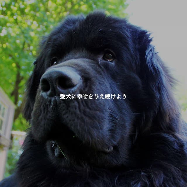 愛犬に幸せを与え続けよう - Dinner Background Music