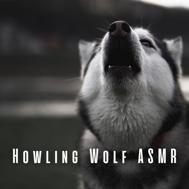 Howling Wolf ASMR - ASMR Anonymous