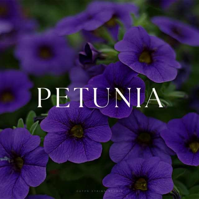 Petunia - Rilassamento Musica Zona