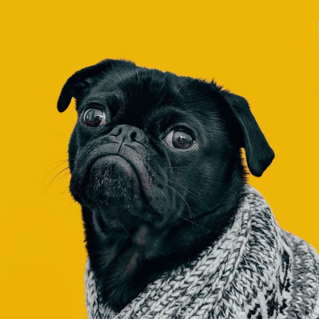 Lofi Pals: Tail-Wagging Grooves for Happy Dogs - lofi.sad