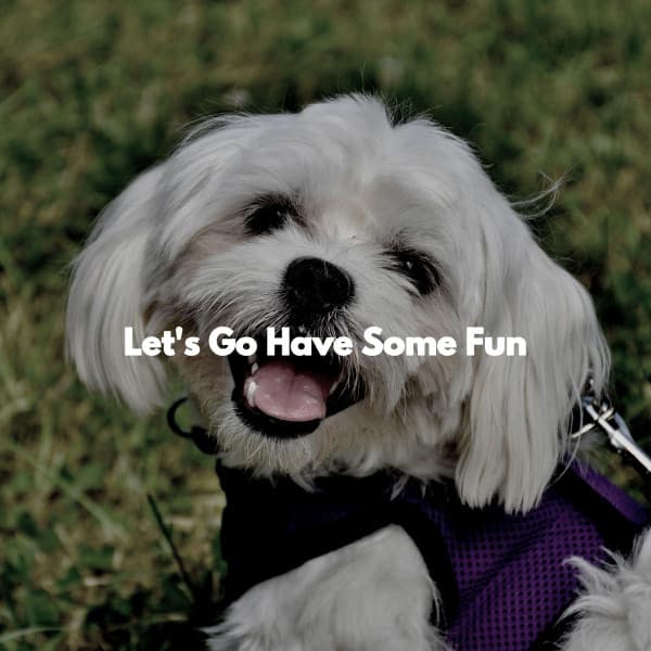 Let's Go Have Some Fun - Restaurante de Musica de Lujo