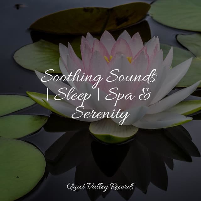 Soothing Sounds | Sleep | Spa & Serenity - Rainy Sounds