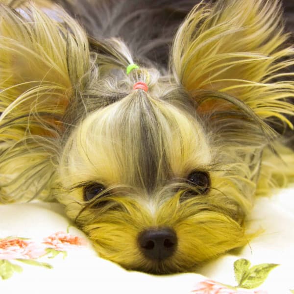 Music for Agile Pups - Calming Dog Jazz Classics