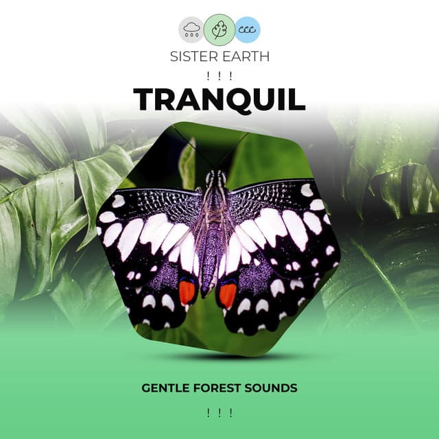 ! ! ! Gentle Tranquil Forest Sounds ! ! ! - Rest & Relax Nature Sounds Artists