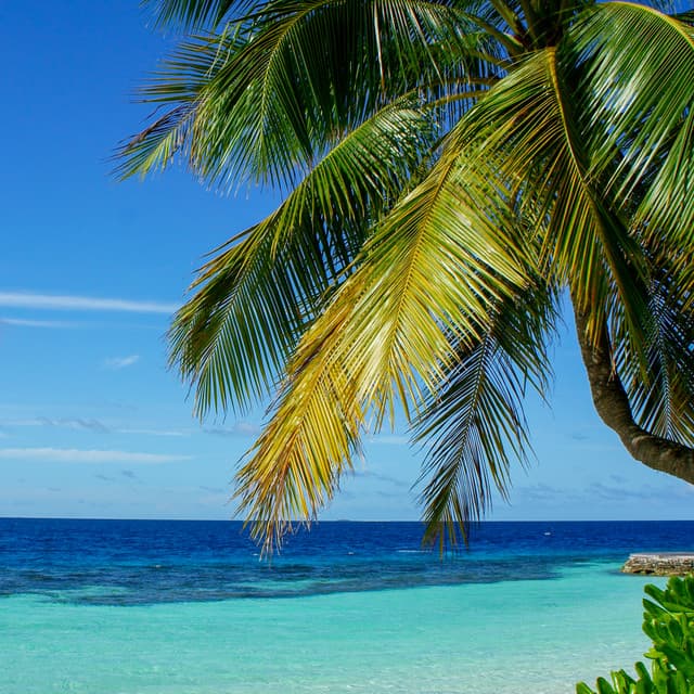 50 Ambient Waves: Soothing Songs - Coastal Sounds