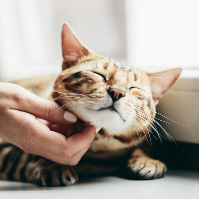 Serenade of Cat Meows: Soothing Chill Music for Peaceful Purrs - Sunday Chillout Songs