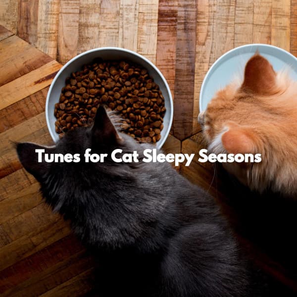 Tunes for Cat Sleepy Seasons - Airport Lounge Jazz Playlist