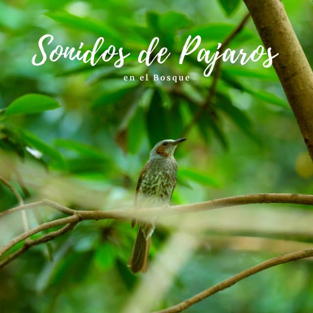 Sonidos de Pajaros en el Bosque - Sonidos De Pajaros