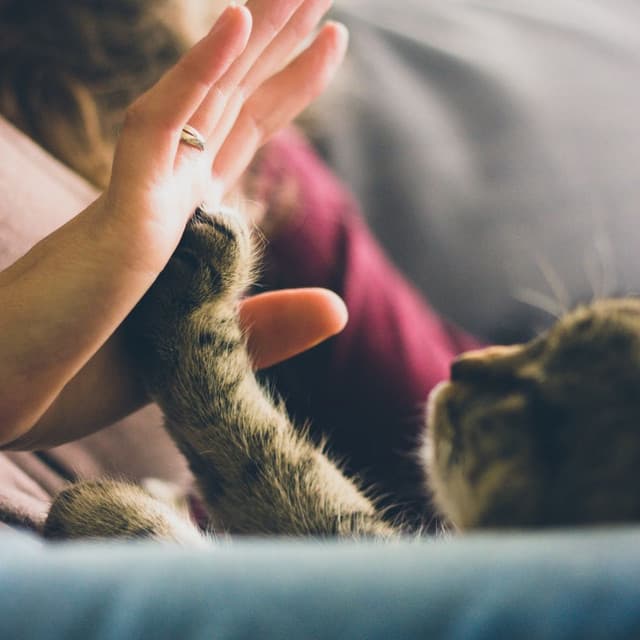 Lofi Cats Tunes: Relaxing Times with Your Feline Friend - The Lofi King