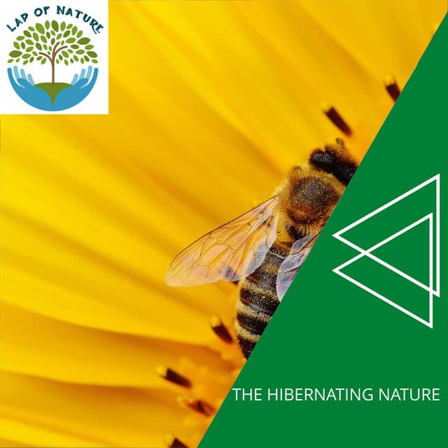 The Hibernating Nature - Calm Music