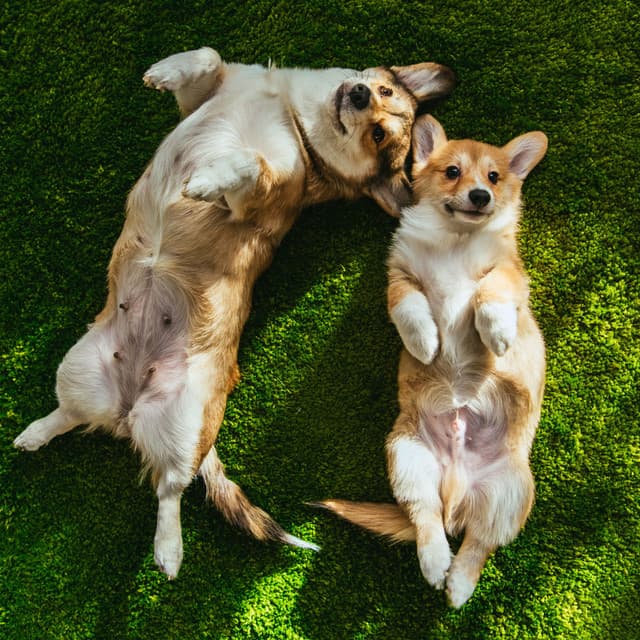 Meditation Retreat: Tranquil Dog Environment Soundscape - Dog Relax