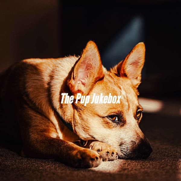 The Pup Jukebox - Music for Dogs Playlist