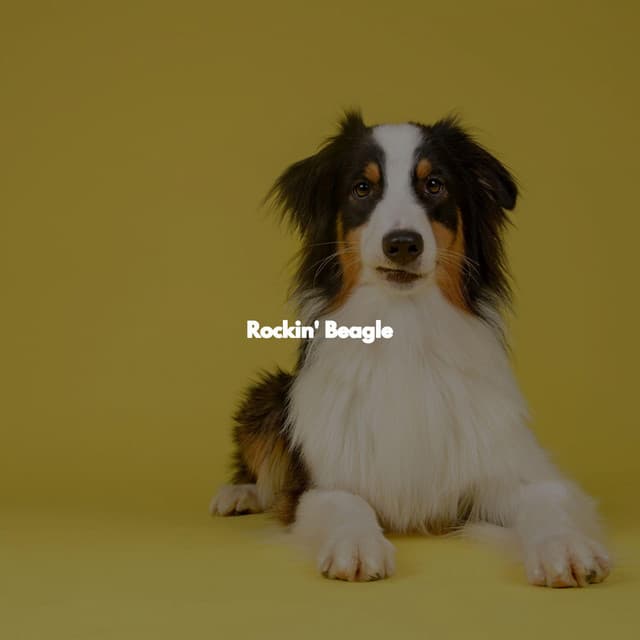 Rockin' Beagle - Montreal Jazz Classics