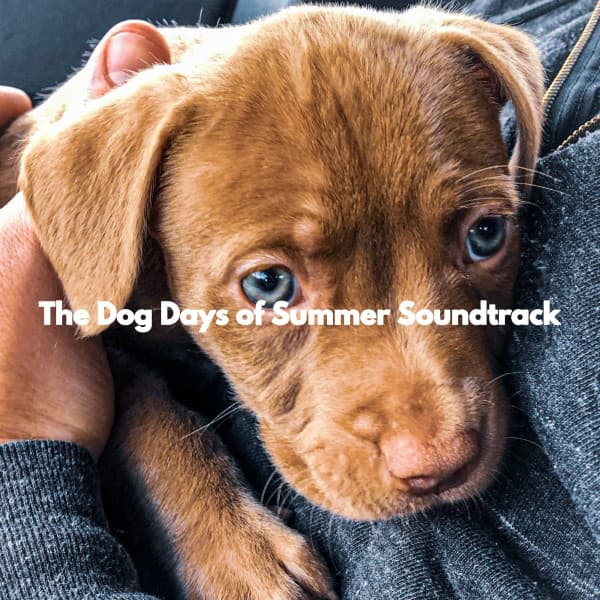 The Dog Days of Summer Soundtrack - Doggy Relaxing Sounds