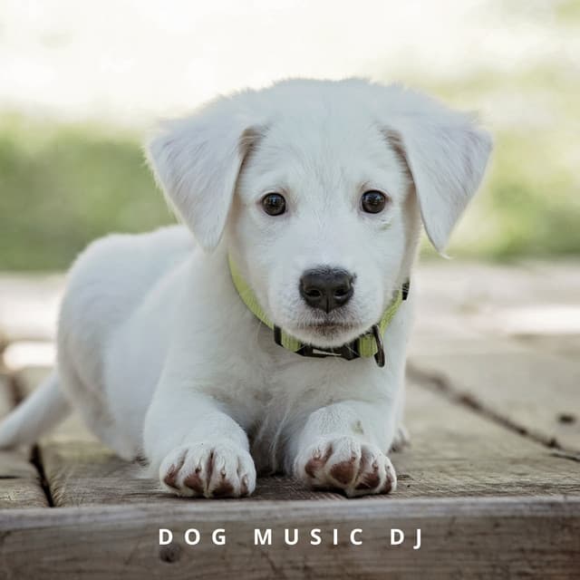 Calming Music For Dogs - Dog Music DJ