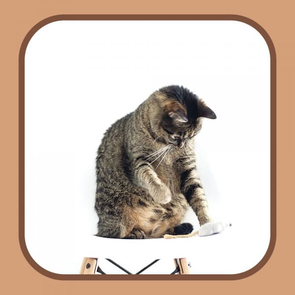 Music for Cat Relax Hour - Relaxing Music for Cats