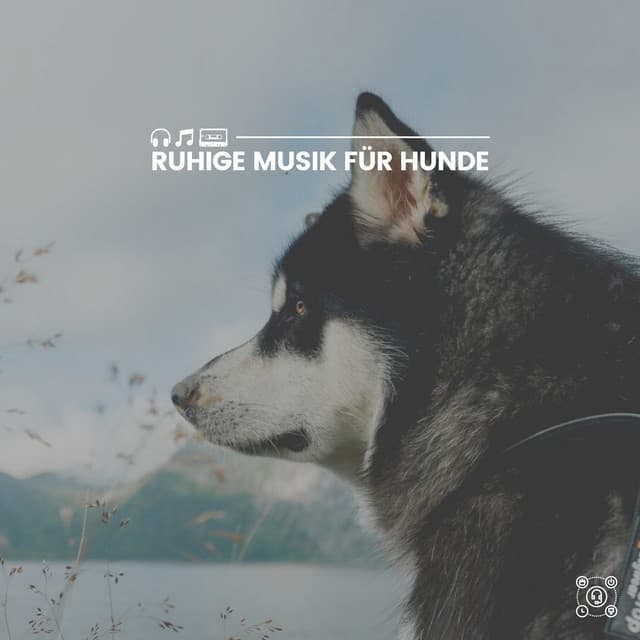 Ruhige Musik für Hunde - Hundemusik