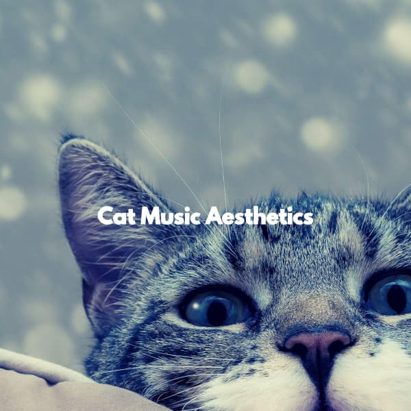 Cat Music Aesthetics - Musica para Concentrarse Curacion