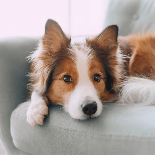 Pet Peace: Soothing Sounds for Dogs - Lunch Time Music