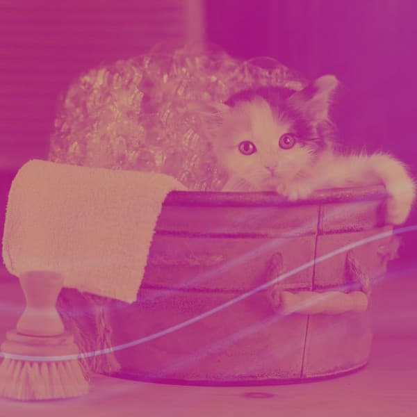 Backdrop for Lush Kittens - Relaxing Music for Cats