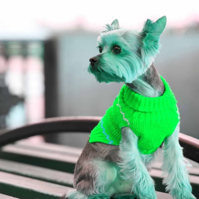 Contemporary Music for Doggy Afternoon Rest - Jazz Quintet - Puppy Music