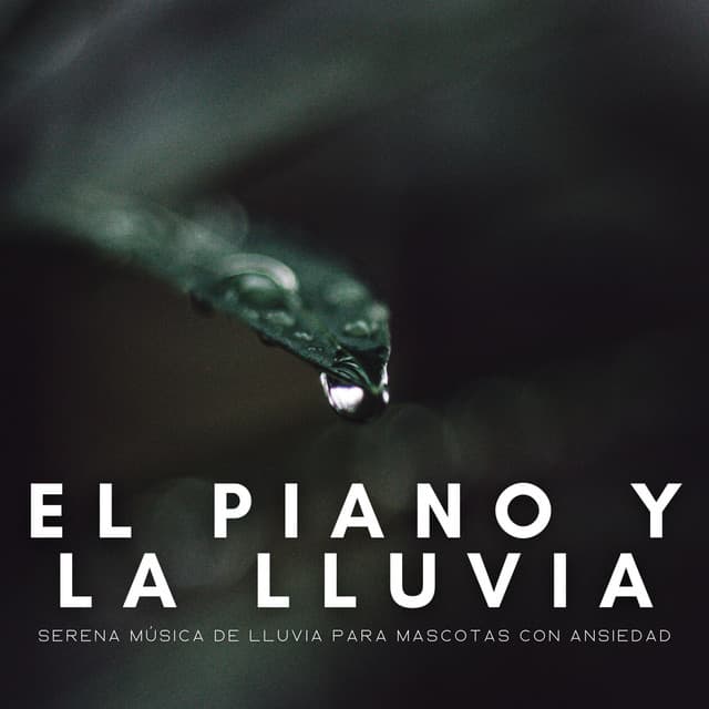 El Piano Y La Lluvia: Serena Música De Lluvia Para Mascotas Con Ansiedad - Música suave de piano