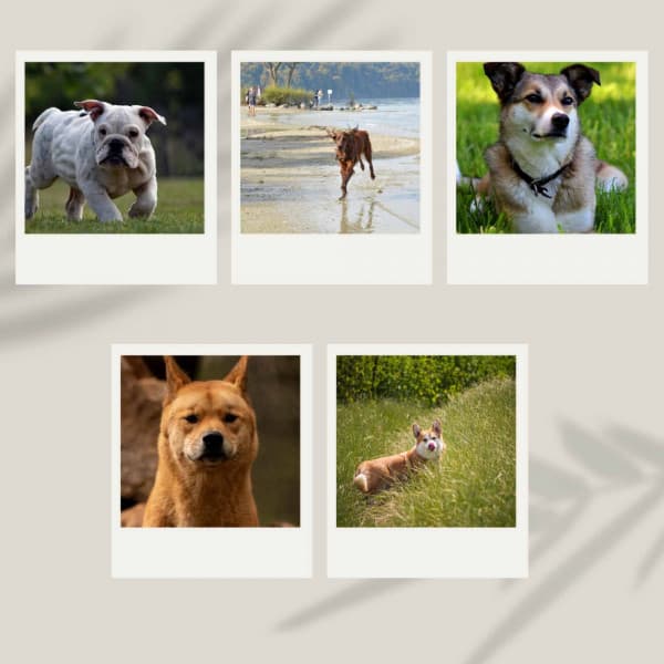 Fabulous Ambiance for Resting Dog - Dog Sleep Dreams