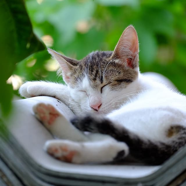 River Purring Theta Waves Harmony: Meditative Cat Sleeping Tones - Water sound bank