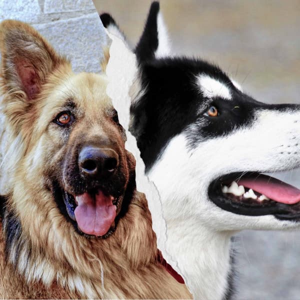 Sort - Dogs on Couch - Sleeptime for Dogs