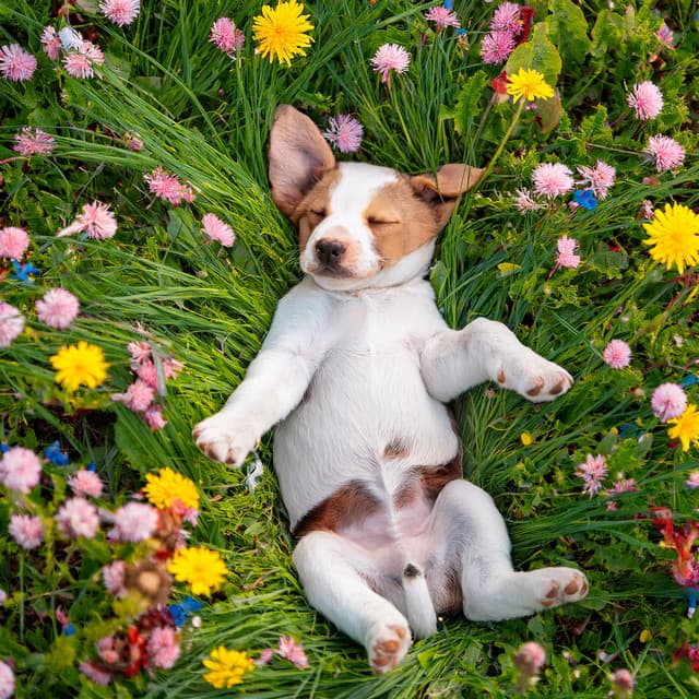 Canciones Para Perros: Música Para La Relajación Canina - Alguna música