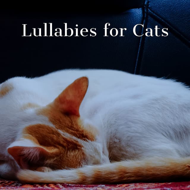 Cats Jazz | Lullabies for Cats - Jazz Music for Cats