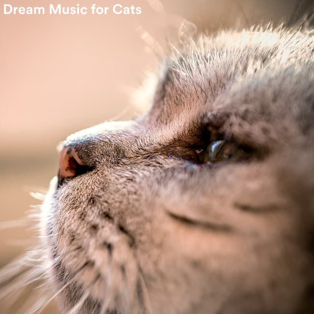 Dream Music for Cats - Music For Cats