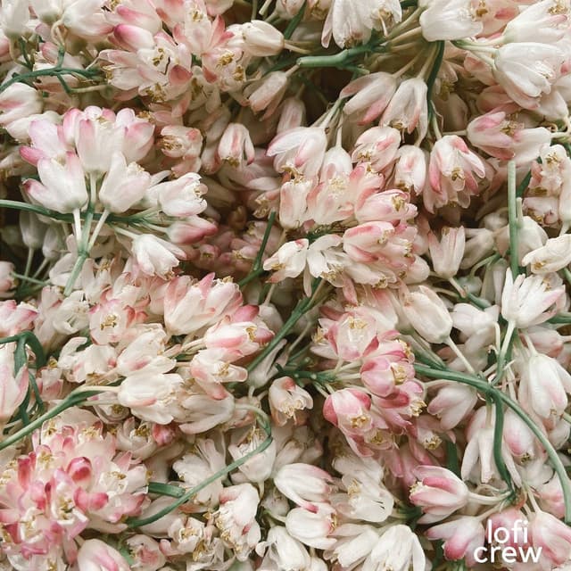 Gentle Deep Lofi Melodies - Calm Chillhop Beats