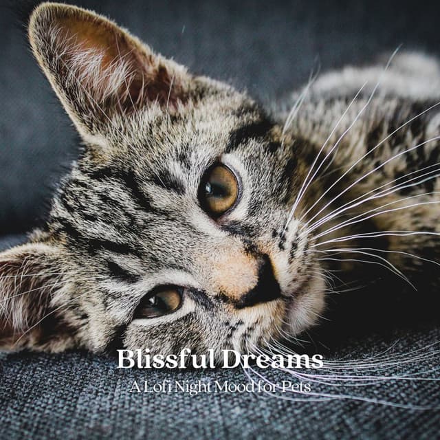 Blissful Dreams: A Lofi Night Mood for Pets - Jamie Lofi