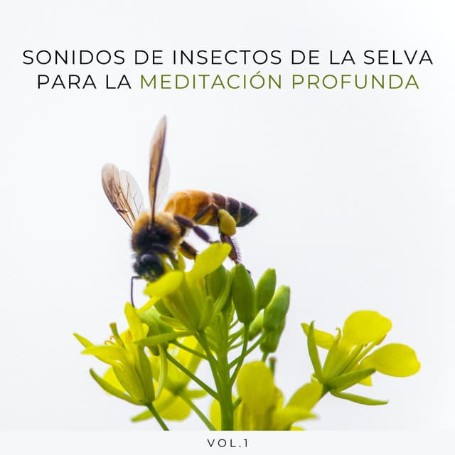 Sonidos De Insectos De La Selva Para La Meditación Profunda Vol. 1 - Grillos del bosque