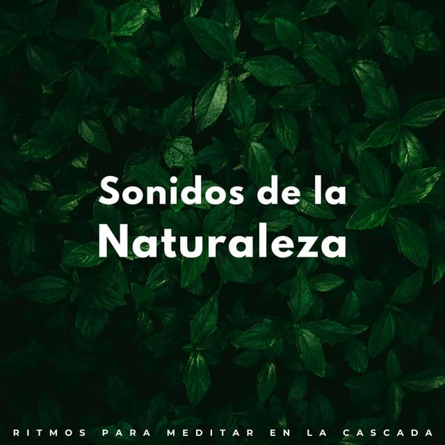 Sonidos De La Naturaleza: Ritmos Para Meditar En La Cascada - Sonido de Cascada