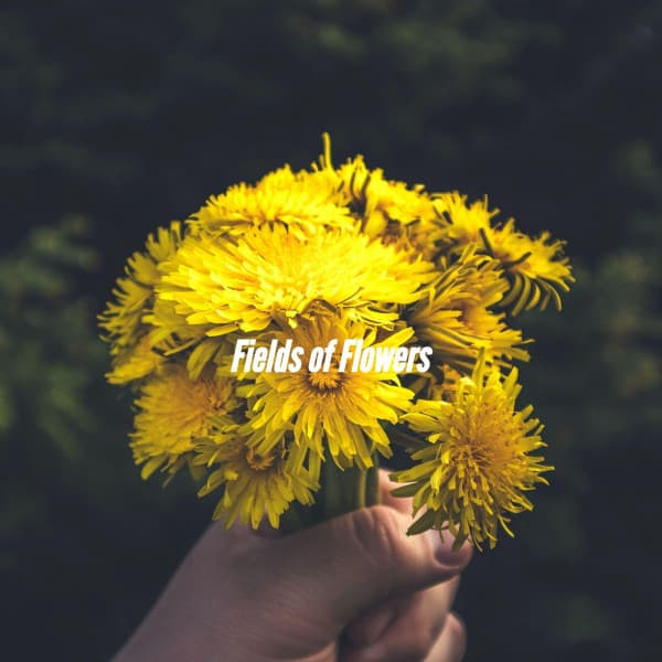 Fields of Flowers - Monday Morning Jazz Playlist