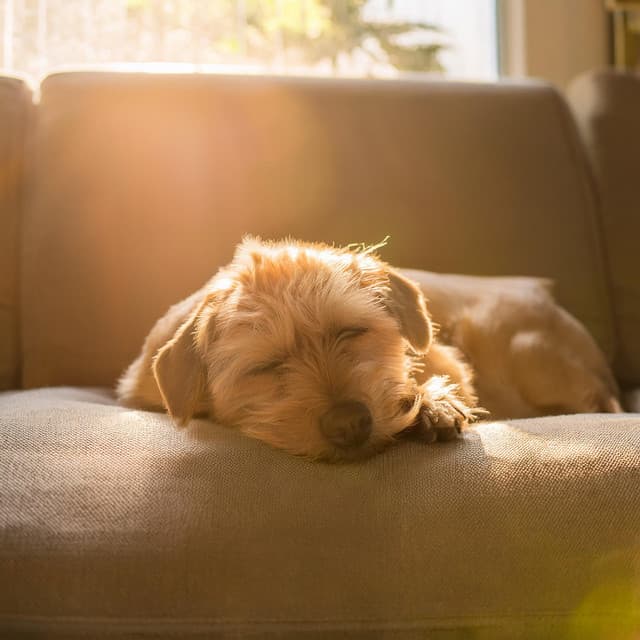Sonidos Serenos Para La Relajación De Los Perros - Caminante de la naturaleza
