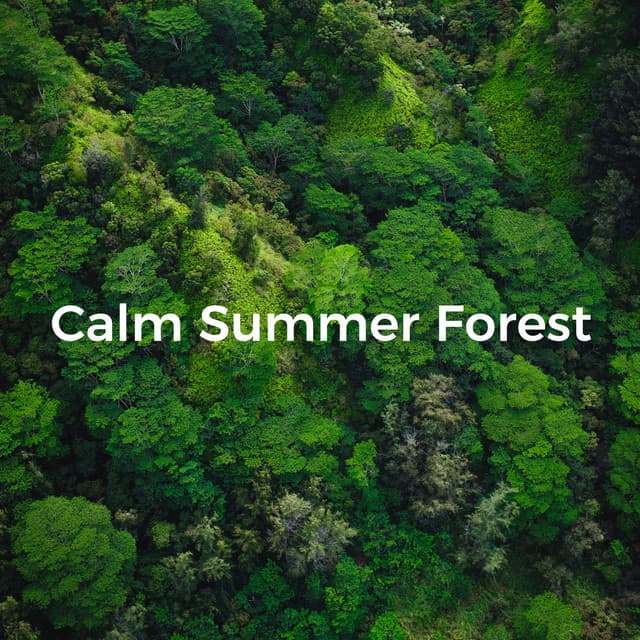 Calm Summer Forest - Sounds of the Jungle