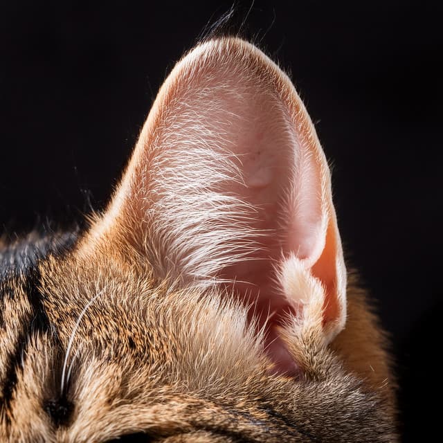 Music For The Quiet World Of Cats - Cat Calmer