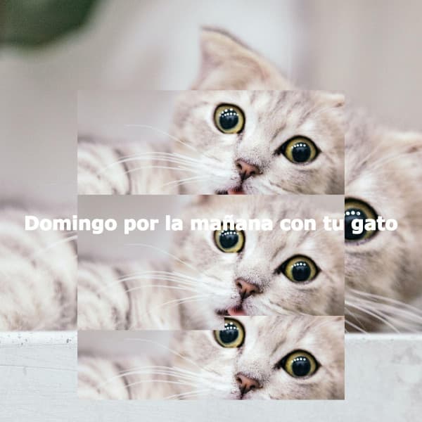 Domingo por la mañana con tu gato - Música para Bares