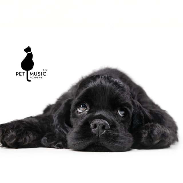 PTSD Animal Therapy - Pet Music Academy